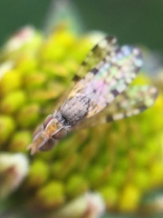 Campiglossa sororcula