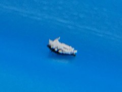 Cryptolaemus montrouzieri