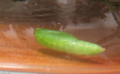 Omphacodes punctilineata