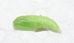 Omphacodes punctilineata