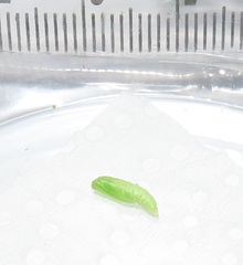 Omphacodes punctilineata