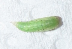 Omphacodes punctilineata