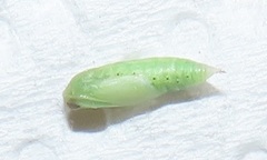 Omphacodes punctilineata