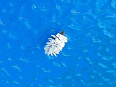 Cryptolaemus montrouzieri