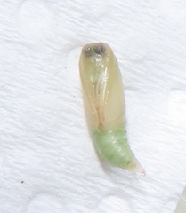 Omphacodes punctilineata