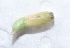 Omphacodes punctilineata