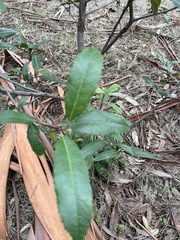 Heteromeles arbutifolia