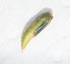 Omphacodes punctilineata