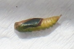 Omphacodes punctilineata