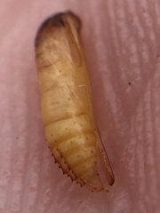 Lantanophaga pusillidactylus