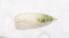 Omphacodes punctilineata