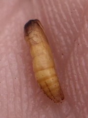 Lantanophaga pusillidactylus