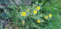 Layia platyglossa