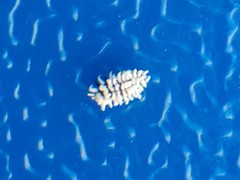 Cryptolaemus montrouzieri