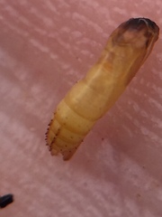 Lantanophaga pusillidactylus