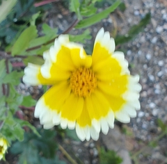 Layia platyglossa