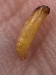 Lantanophaga pusillidactylus