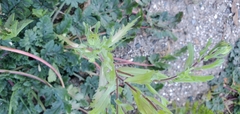 Layia platyglossa