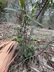 Heteromeles arbutifolia