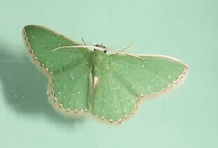 Omphacodes punctilineata