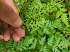 Pteris macilenta