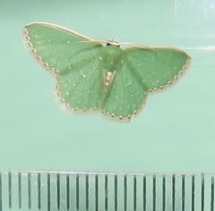 Omphacodes punctilineata