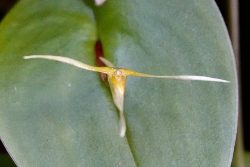 Pleurothallis ascera