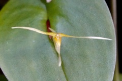 Pleurothallis index