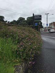 Lantanophaga pusillidactylus