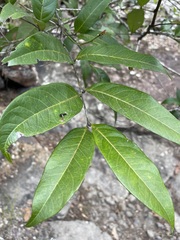 Guioa acutifolia