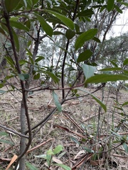Heteromeles arbutifolia