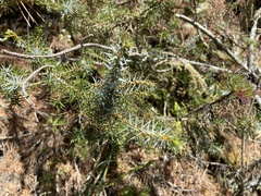 Juniperus formosana
