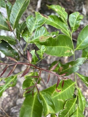 Guioa acutifolia