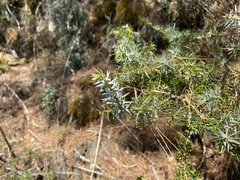Juniperus formosana
