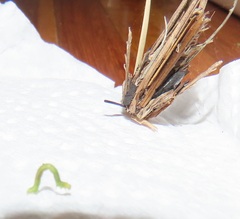 Omphacodes punctilineata