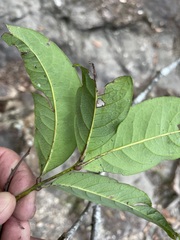 Guioa acutifolia