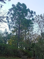 Pinus pseudostrobus