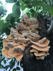 Laetiporus sulphureus