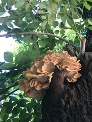 Laetiporus sulphureus