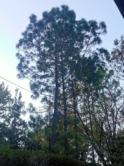 Pinus pseudostrobus