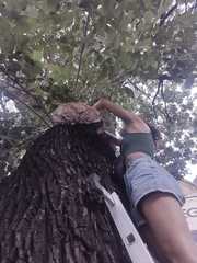 Laetiporus sulphureus