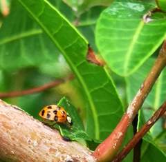 Harmonia axyridis