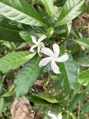 Tabernaemontana divaricata