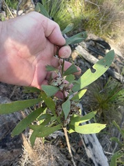 Hakea benthamii