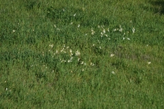 Narcissus tazetta