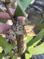 Hakea benthamii