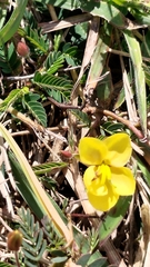 Chamaecrista garambiensis