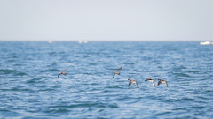 Synthliboramphus antiquus