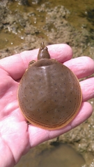 Apalone spinifera aspera