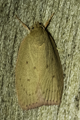 Prionocris
